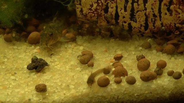 Aspidoras Spilotus - 13ème jour, Alevins et parents #01 смотреть онлайн