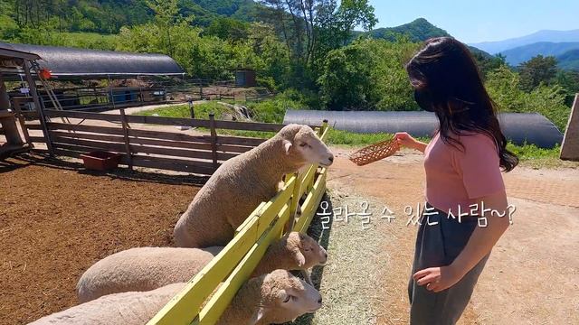 춘천 뚜벅이 당일치기 여행코스 Best 5✨춘천 가볼만한곳💡국내여행&서울근교여행 추천‼️레일바이크, 카페 감자밭&감자빵, 해피초원목장, 스카이워크, 카누체험🚣🏻 смотреть онлайн