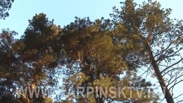 Кедровая роща смотреть онлайн
