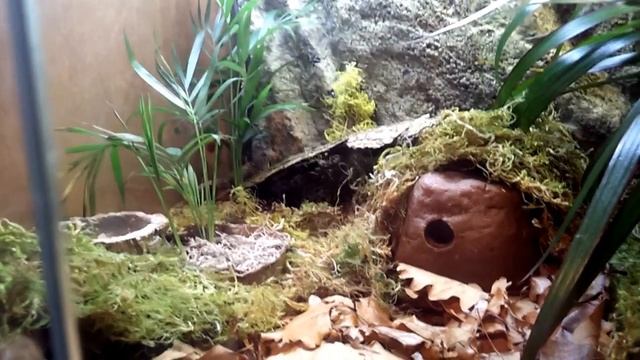 Paroedura Pictus Gecko (Panther Gecko) Woody and his new home смотреть онлайн