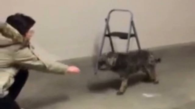 Little Lost scared dog Toot смотреть онлайн