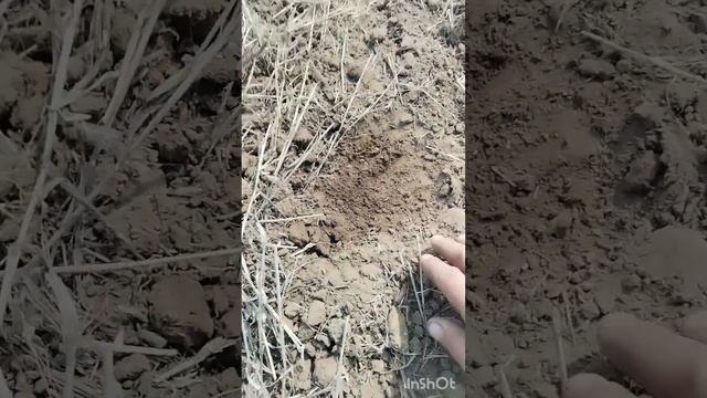 Обработка почвы 2023. Закрытие влаги, пар, зябь. смотреть онлайн