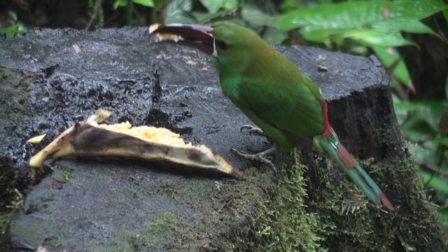 Toucanet à croupion rouge (Aulacorhynchus haematopygus) Crimson-rumped Toucanet смотреть онлайн