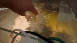 лечение дискусов от гексамитоза