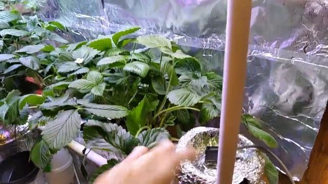 ВЫРАЩИВАНИЕ КЛУБНИКИ ЗИМОЙ В ДОМЕ. Часть 2. GROWING STRAWBERRIES IN THE WINTER IN THE HOUSE. Part 2
