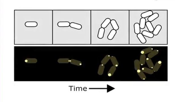 Single-Molecule Imaging Of Gene Regulation In vivo Using CoTrAC l Protocol Preview смотреть онлайн