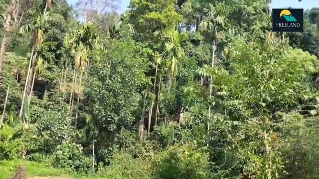 32 Acre Beautiful Coffee Estate With Bungalow For Sale #coorg #Madikeri #Karnataka смотреть онлайн