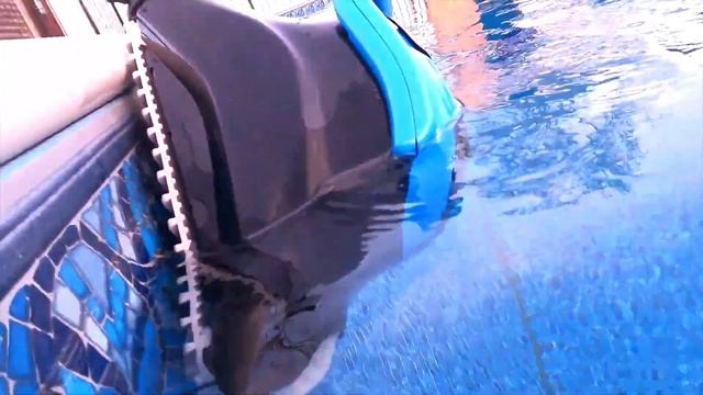 Dolphin Nautilus CC plus Review: Fast & Easy Pool Cleaning #roboticpoolcleaner смотреть онлайн