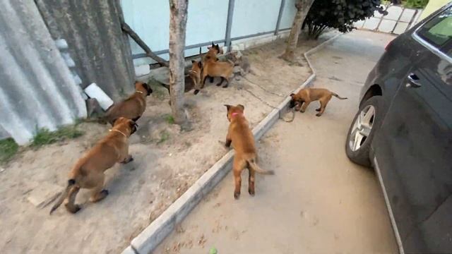 Puppies have the eyes of a tiger 🐯🥇 смотреть онлайн