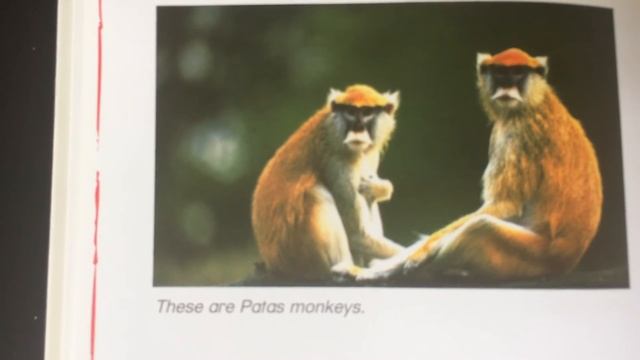 Animals: Monkey, Baby Einstein, Let’s Explore