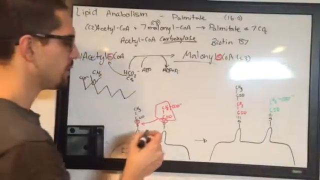 Lipid Anabolism смотреть онлайн