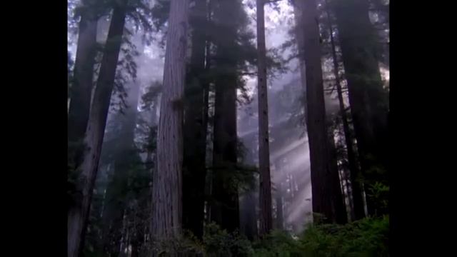 Видеофон Сказочный лес смотреть онлайн