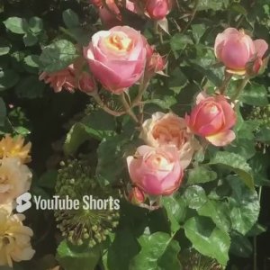 Роза Vuvuzela ® Первогодка. Сезон 2023г