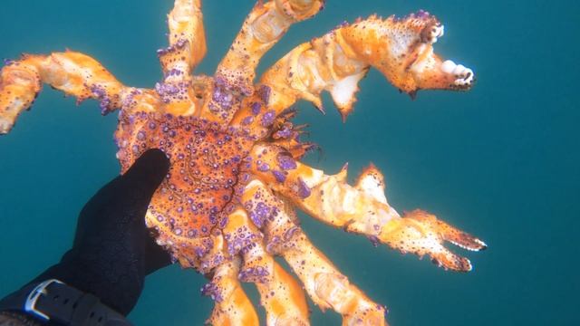 Freediving For Puget Sound King Crab & Octopus | Vancouver Island, BC смотреть онлайн