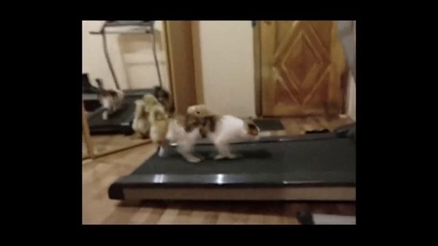 Коты учатся бегать на беговой дорожке / Cats on trainer treadmill смотреть онлайн