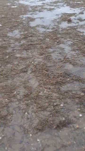 Сельдь в Магадане смотреть онлайн