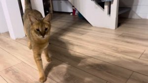 Чаузи гибрид камышового кота 🦊 65% дикой крови - это мощно и не просто! Но реально 😃 Чаузи f1