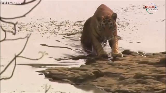 Лев против Тигра Кто Сильнеe . Lion vs Tiger Who is Stronger смотреть онлайн