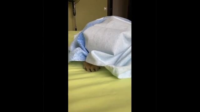 Удивительное под одеялом смотреть онлайн