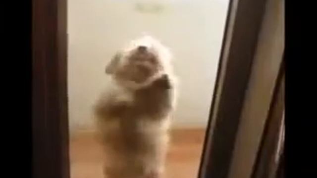 собачка танцует смотреть онлайн