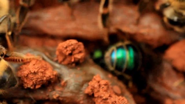昆虫 Green bottle fly 곤충 (Lucilia sericata) смотреть онлайн