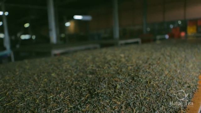 Halpé Tea смотреть онлайн