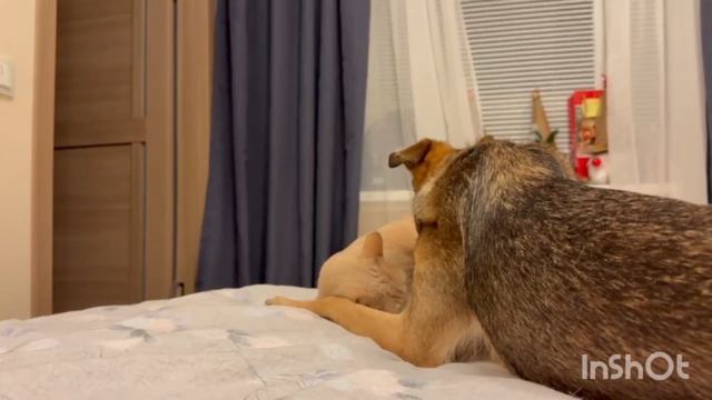 Перси ищет дом