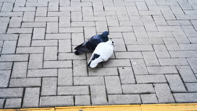 Голуби смотреть онлайн