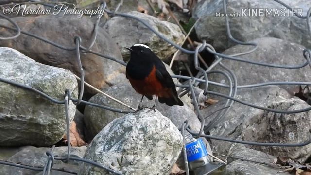 White-Capped Redstart смотреть онлайн