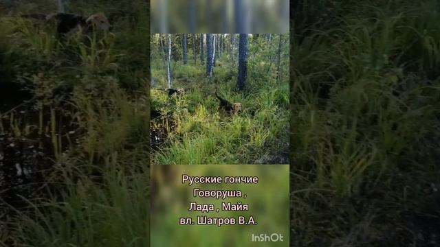 Русские гончие Говоруша, Лада , Майя вл.Шатров В.А.#охотасгончей#собака #животные #топ #hunting смотреть онлайн