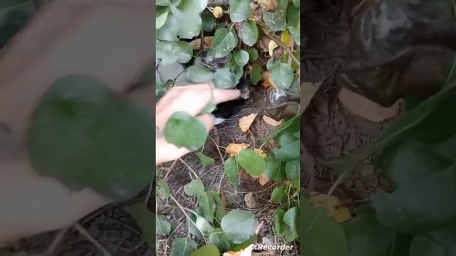 котик которого ЗАВУТ Персик 🍑 дался погладить. 🐈 смотреть онлайн