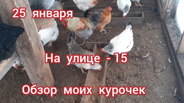 Обзор моих кур. Как несутся мои куры... смотреть онлайн