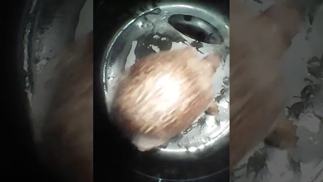 My Buddy 's first frog meal.... смотреть онлайн