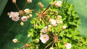 #763. Реально ли вырастить ЮВ Северная Андромеда в квартирных условиях!? Реально!!!