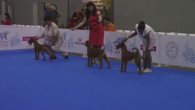 Ирландские терьеры :  WORLD DOG SHOW /ИНТЕРРА 2016 Москва