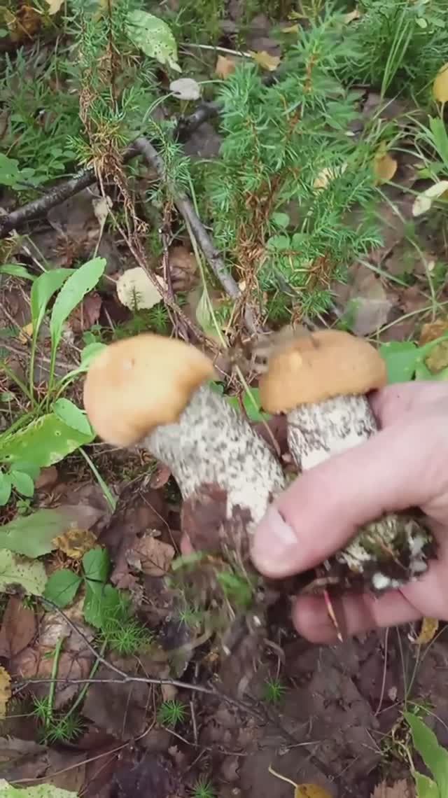 Как собирать КАЙФОВЫЕ грибы How to pick NICE mushrooms смотреть онлайн