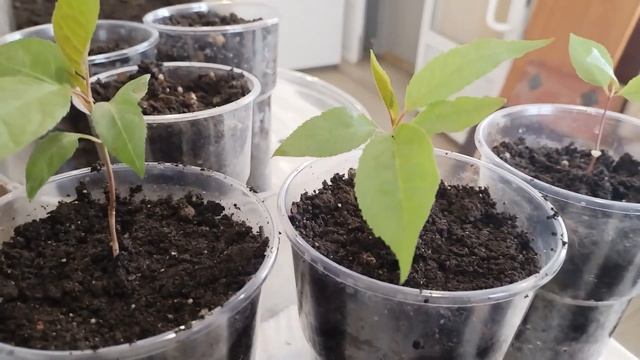 Бархат амурский из семян, вторая попытка. Этап 2. Есть некоторые результаты. смотреть онлайн