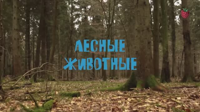 ЛЕСНЫЕ ЖИВОТНЫЕ для детей смотреть онлайн