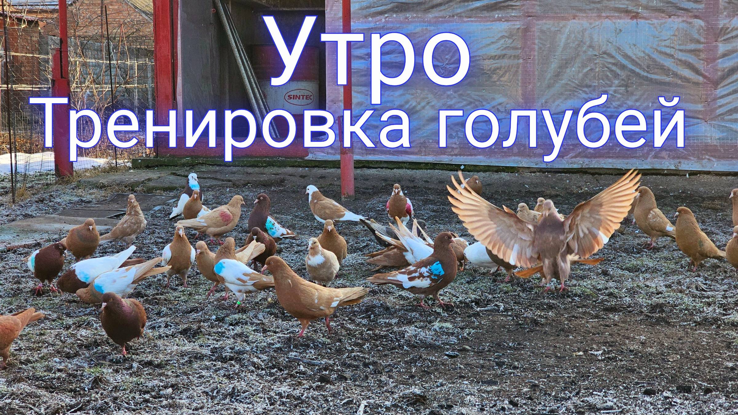 Обещанная тренировка голубей смотреть онлайн