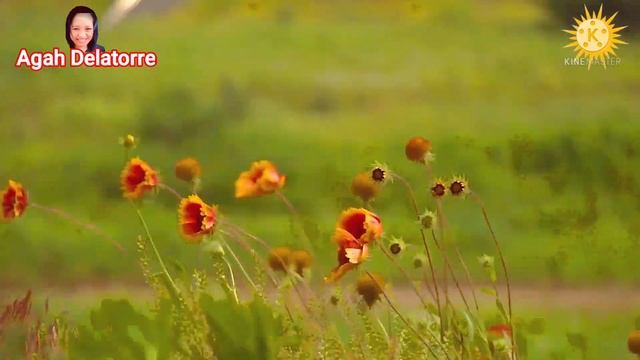 BEAUTIFUL NATURE FLOWERS/WIND FLOWERS/FLOWER PLANTS смотреть онлайн