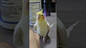 попугай корелла поет