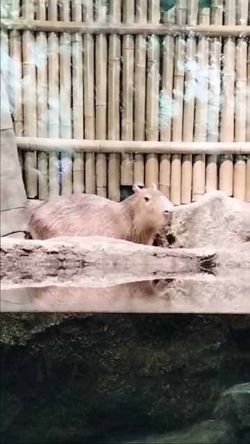 #животное #капибара #москвариум #милота смотреть онлайн