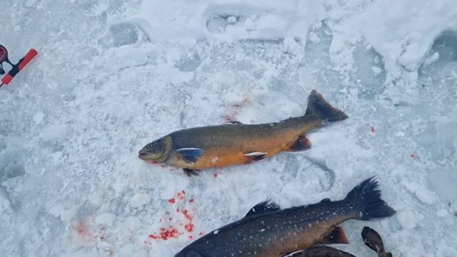 Небольшой видеообзор на редкие виды рыб в новом форелево-осетровом VIP - пруду. смотреть онлайн