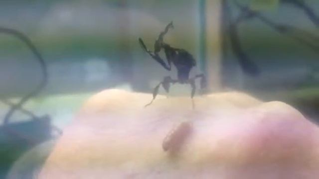 Ghost Mantis, Phyllocrania Paradoxa, Female L3 смотреть онлайн