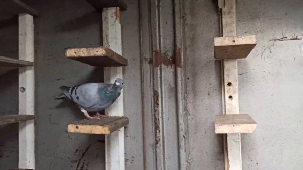 ЗАСЕЛЕННЯ ГОЛУБІВ У НОВУ ГОЛУБ'ЯТНЮ "СПОРТИВНІ ГОЛУБИ"🕊️🕊️🕊️