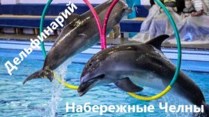 Дельфинарий Набережные Челны