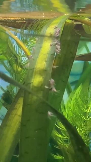 Малёк скалярия 5 дней в обычном аквариуме. смотреть онлайн