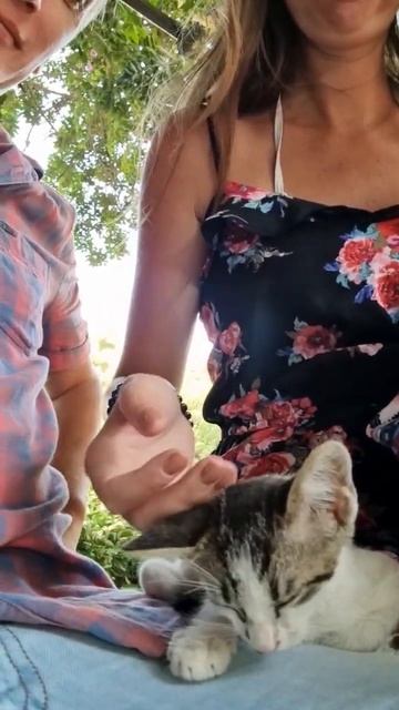 Ласковый котёнок на пляже Клеопатры смотреть онлайн