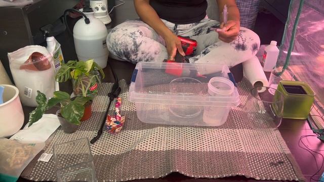 How I Stake My Plants | Easy DIY Stake for Plants | Plants On Planks смотреть онлайн