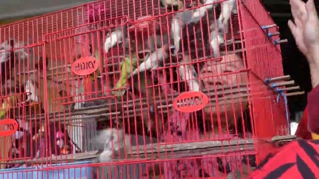 Clip Ritual Sembahyang Awal Tahun dan Ci Suak/ PO UN/ Ciek Yen, 12 Feb 23 смотреть онлайн